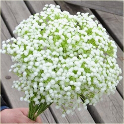 Nasiona Gipsówka mix szt.10 Nxx62